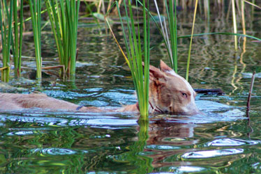 Hundebetreuung Friedrichshain 1